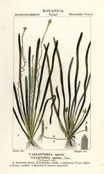 Hierba cinta o hierba anguila, Vallisneria spiralis