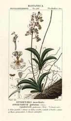 Orquídea Tolumnia guttata