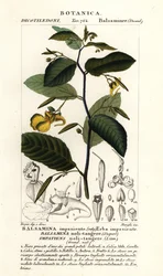 Bálsamo de no tocar, Impatiens noli-tangere