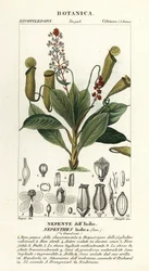 Planta de jarra tropical, Nepenthes distillatoria