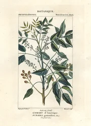 Árbol de la trementina, Bursera simaruba