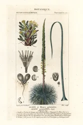 Agave de flor gemela, Agave geminiflora