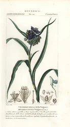 Araña de Virginia, Tradescantia virginiana