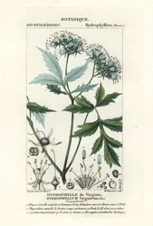 Hoja de agua de Virginia, Hydrophyllum virginianum