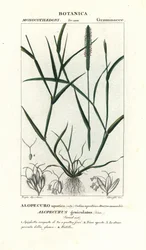 Cola de zorro de agua, Alopecurus geniculatus