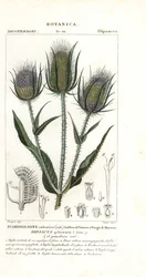 Cardenillo silvestre o cardenillo de Fuller, Dipsacus fullonum