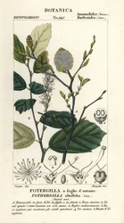 Saúco de las brujas, Fothergilla gardenii