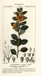 Aliso amarillo, Turnera ulmifolia