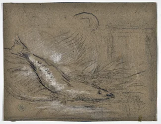 Estudio de peces (dibujo)