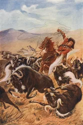 Cowboy lassoing muskoxen (litografía en color)