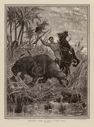 Caza del rinoceronte en África (grabado)