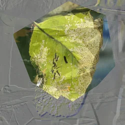Hoja verde abstracta