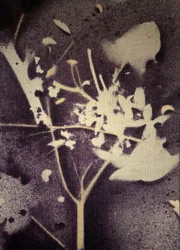 Silueta botánica violeta