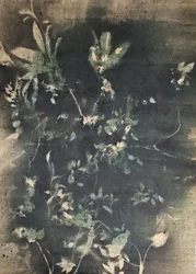 Sombras botánicas vintage