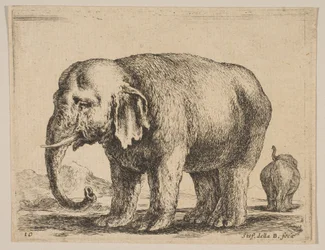 Placa 10: elefante, de Diversos animales, ca. 1641