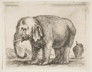 Placa 10: elefante, de Diversi animali