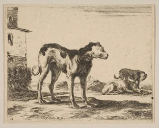 Perros, de Diversos animales