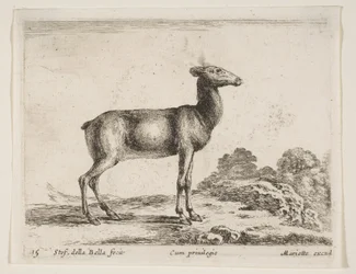 Placa 15: cierva, de Diversos animales Diversi animali, ca. 1641