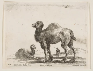 Placa 17: camellos, de Diversos animales Diversi animali, ca. 1641