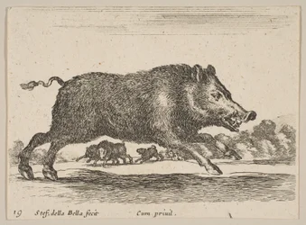 Placa 19: jabalí, de Diversos animales