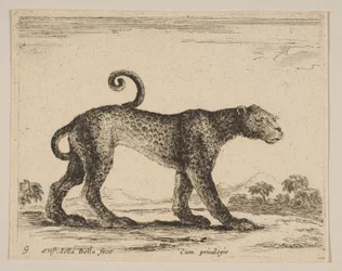Placa 9: leopardo, de Diversos animales Diversi animali