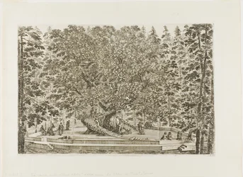 La fuente del roble