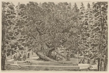 El árbol habitado, probablemente 1653