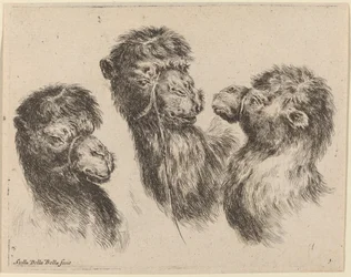 Tres cabezas de camello