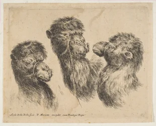 Tres cabezas de camello