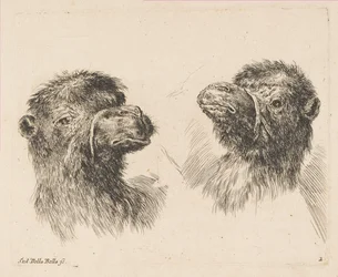Dos Cabezas de Camello