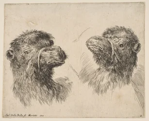 Dos Cabezas de Camello, ca. 1641