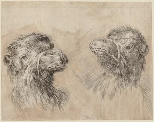 Dos cabezas de camello [recto], probablemente 1649