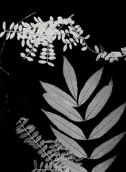 Follaje cian 02, 2017 (digital)