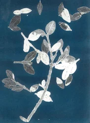 Jardín de medianoche II, 2015 (monocopia sobre papel)