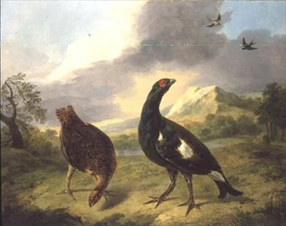 Gallo lira