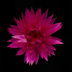 Dalia seca nº 01, 2021 (foto)