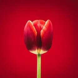 Retrato de un singular tulipán rojo sobre fondo rojo