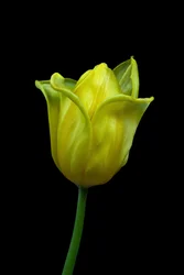 Tulipán amarillo nº 02, 2021 (foto)
