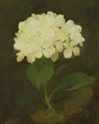 Hortensia blanca (óleo sobre lienzo)