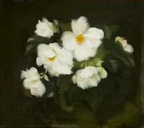 Rosas blancas