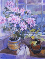 Geranio rosado en el asiento de la ventana, 1996