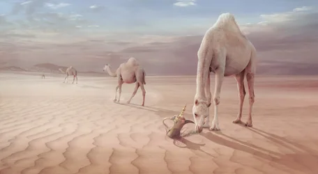 Camellos del desierto árabe