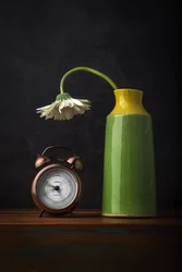 Una margarita marchita que pasa el tiempo