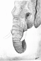 Perfil del majestuoso elefante