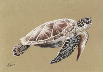 Tortuga marina nadando