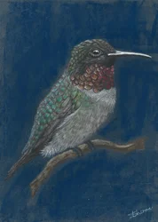 Un colibrí de colores vivos posado