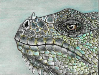 Escamas de iguana de colores vivos