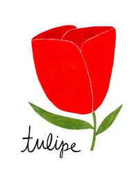 Tulipán rojo intenso
