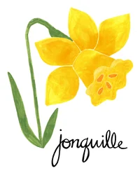 Ilustración de un junquillo amarillo