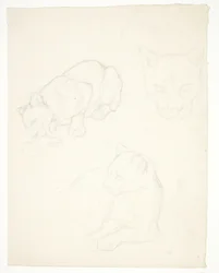 Tres estudios de un cachorro de león